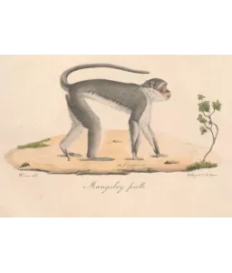 Histoire naturelle de Buffon