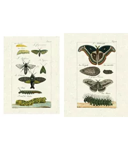 Histoire naturelle de Buffon