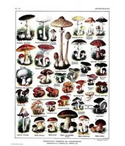 Les Sciences Naturelles curieuses et insolites