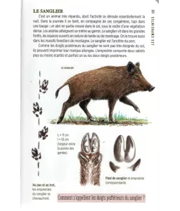 Identifier les traces d'animaux