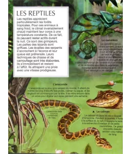 Les animaux de la jungle