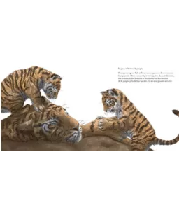 Petits tigres