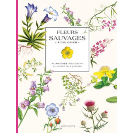 Isabelle Jeuge-Maynart - Fleurs sauvages à colorier - Planches détachables à colorier ou à peindre