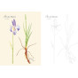 Isabelle Jeuge-Maynart - Fleurs du jardin à colorier - Planches détachables à colorier ou à peindre