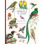 Isabelle Jeuge-Maynart - Oiseaux du monde à colorier - Planches détachables à colorier ou à peindre