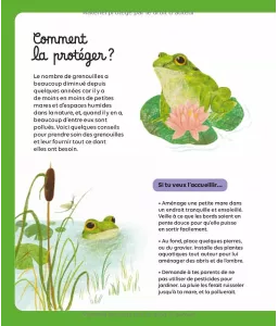 Dans mon jardin il y a une grenouille