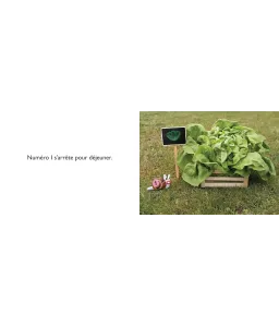 10 escargots font la course
