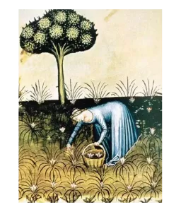 Merveilleuses plantes médiévales - Edition reliée