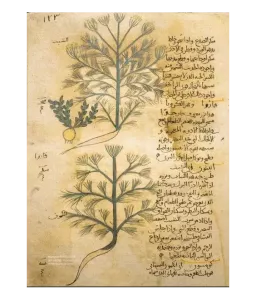Merveilleuses plantes médiévales - Edition reliée