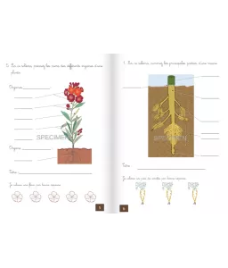 Sciences d'observation - Cahier d'activités CM - T1 - Les plantes et les animaux