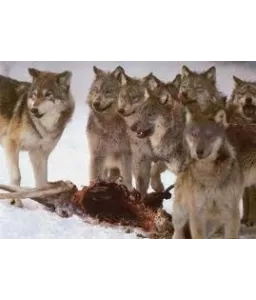 Un homme parmi les loups