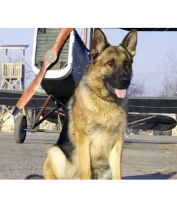 Les aventures de Rintintin